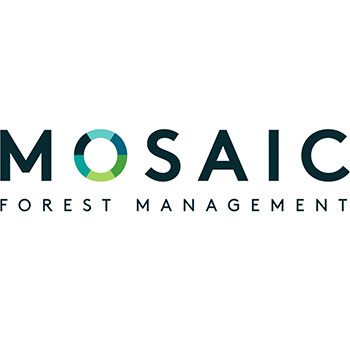mosaic-forest